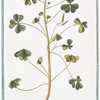 Oxys, sive Trifolium acetosum, corniculatum, erectum, caulibus rubentibus, floribus luteis = Alleluia à fleur jaune.