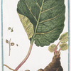 Rhabarbarum forte Dioscoridis, et Antiquorum = Rabarbero = Rubarbe = Rhubarb.