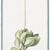 Cotyledon Africana, aizooides, foliis partim hastatis, partim ex ovato subrotundis.