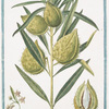 Apocynum, maritimum, Venetum, Salicis folio, flore albo = Tithymalus maritimus, sive Esularara e Lio Venetum Insula, flore albo = Pianta della Seta = Apocin.