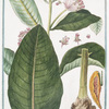 Apocynum latifolium incanum Syriacum erectum = Apocino = Apocin.