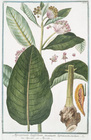 Index