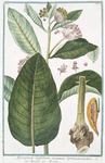 Apocynum latifolium incanum Syriacum erectum = Apocino = Apocin.