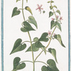 Periploca Monspeliaca foliis acutioribus = Scammonée de Montepellier.