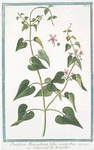 Periploca Monspeliaca foliis acutioribus = Scammonée de Montepellier.