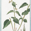 Asclepias, albo flore = Asclepiade, e Vincetossico = Dompte-venin.