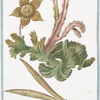 Asclepias Africana Aizooides.