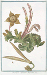 Asclepias Africana Aizooides.