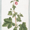 Malva Africana, arborescens, semper florens, floribus rubris, Ribesii folio = Malvone = La grande Mauve.