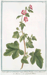 Malva Africana, arborescens, semper florens, floribus rubris, Ribesii folio = Malvone = La grande Mauve.