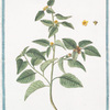 Malva Americana, Ulmifolia, floribus conglobatis ad foliorum alas = Malva = Mauve. [False mallow]