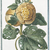Malva Rosea, folio subrotundo, flore pleno luteo; et subluteo = Mauve Rose.