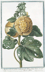Malva Rosea, folio subrotundo, flore pleno luteo; et subluteo = Mauve Rose.