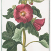 Malva Rosea, folio subrotundo flore saturatius rubente = Mauve Rose.