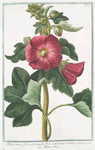 Malva Rosea, folio subrotundo flore saturatius rubente = Mauve Rose.
