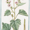 Althæa Dioscoridis, et Plinii = Althæa Ibiscus = Maluavisco = Guimauve ordinaire. [Marsh mallow]