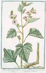 Althæa Dioscoridis, et Plinii = Althæa Ibiscus = Maluavisco = Guimauve ordinaire. [Marsh mallow]