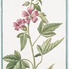 Althæa maritima, arborea veneta = Malva arborescens = Malva arborea veneta dicta, parvo flore = Altea, o Malvavisco arboreo = Mauve en arbre.