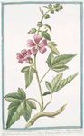 Althæa maritima, arborea veneta = Malva arborescens = Malva arborea veneta dicta, parvo flore = Altea, o Malvavisco arboreo = Mauve en arbre.