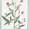 Alcea vulgaris major, flore ex rubro roseo = L'Alicée. [Musk Mallow]