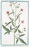 Alcea vulgaris major, flore ex rubro roseo = L'Alicée. [Musk Mallow]
