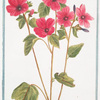 Lavatera, altææ folio, et facie flore rubro = Lavaterre. [Tree Mallow]