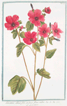 Lavatera, altææ folio, et facie flore rubro = Lavaterre. [Tree Mallow]