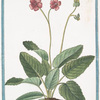 Malacoides Betonicæ folio.