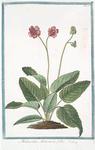 Malacoides Betonicæ folio.