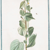 Abutilon crispum floribus melinis parvis = Mauve des Indes.