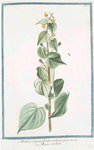 Abutilon crispum floribus melinis parvis = Mauve des Indes.