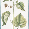 Abutilon. [Flowering Maples]