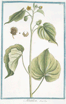 Abutilon. [Flowering Maples]