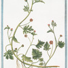 Abutilon procumbens, foliis subrotundis dissectis, et laciniatis, floribus phoeniceis, semine birostrato. Abutilon Carolinianum flore rubro = Mauve des Indes, fausse Guimmauve.