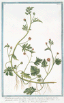 Abutilon procumbens, foliis subrotundis dissectis, et laciniatis, floribus phoeniceis, semine birostrato. Abutilon Carolinianum flore rubro = Mauve des Indes, fausse Guimmauve.