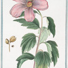 Ketmia Syrorum, flore purpureo violaceo = Ketmia = Ketmie. [Rose of Sharon]