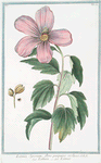 Ketmia Syrorum, flore purpureo violaceo = Ketmia = Ketmie. [Rose of Sharon]