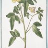 Ketmia vesicaria, vulgaris = Hipecoum = Alcea Solisequa, multis, Veneta = Alcea vesicaria = Hibiscus = Ketmie.