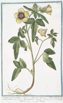 Ketmia vesicaria, vulgaris = Hipecoum = Alcea Solisequa, multis, Veneta = Alcea vesicaria = Hibiscus = Ketmie.