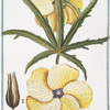 Ketmia, folio Manihot, serrato, flore amplo sulphureo = Ketmie à feuilles de Maniot.