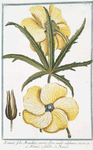 Ketmia, folio Manihot, serrato, flore amplo sulphureo = Ketmie à feuilles de Maniot.