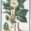 Xylon Americanum, fructu oblongo, accuminato = Bambagia = Coton.