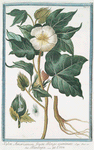 Xylon Americanum, fructu oblongo, accuminato = Bambagia = Coton.