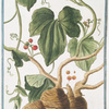 Bryonia aspera, sive alba, baccis rubris = Vittis alba, sive Bryonia = Vite bianca = Coleuvrée, ou Vigne blanche.