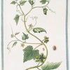 Sicyoides Americana, fructu echinato, foliis angulatis.
