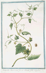 Sicyoides Americana, fructu echinato, foliis angulatis.