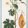 Momordica Zeylanica, pampinea fronde, fructu longiore = Pomme de merveille. [Bitter gourd from Sri Lanka]