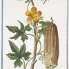 Luffa Arabum, semine albo. [Sponge gourd]