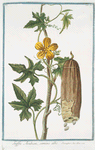 Luffa Arabum, semine albo. [Sponge gourd]