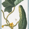 Cucumis sativus, vulgaris, maturo fructu subluteo = Cetriuolo = Cocombre ordinaire. [Cucumber]
